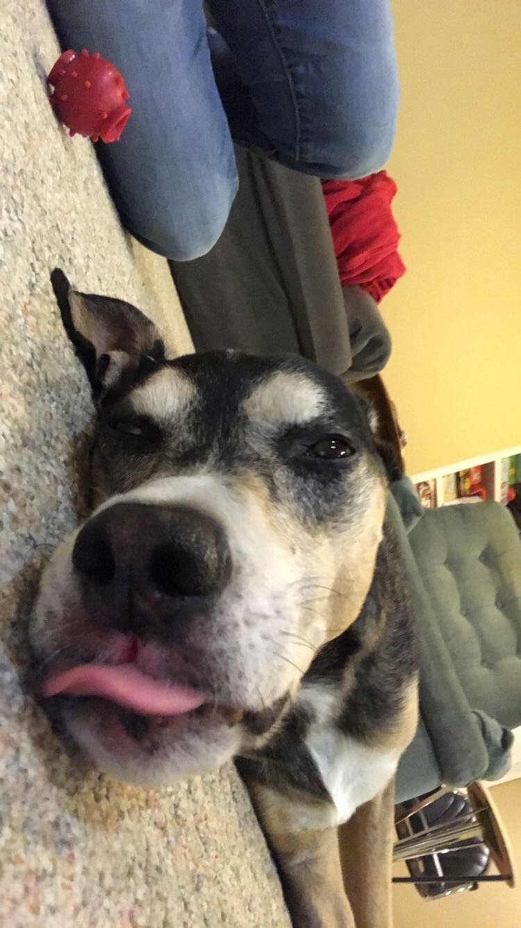 pic of dog with tongue out
